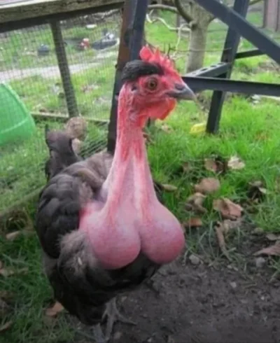 cheeseandonion - #humorponizejpasa