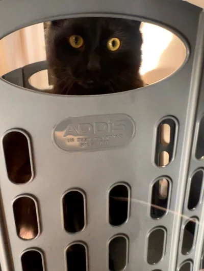 michal1msiekk - #pokazkota
#koty