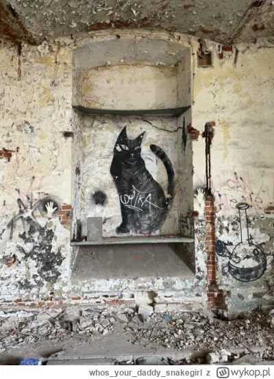 whosyourdaddy_snakegirl - #kot #kitku #koty #pokazkota #sztukauliczna