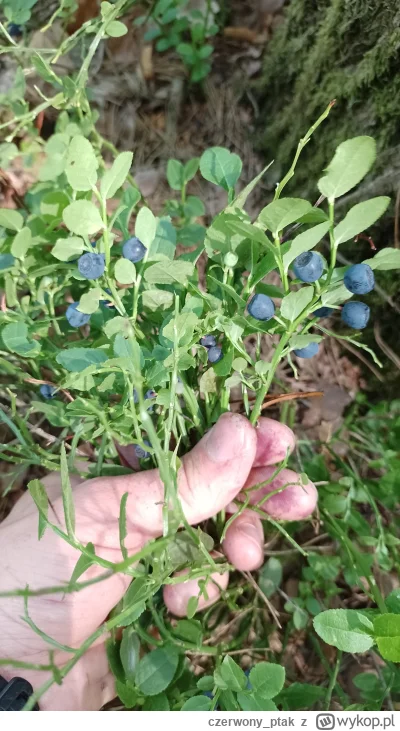 czerwony_ptak - Ale fajniusie po czwartkowym deszczu. Będą naleśniczki :3
#las #natur...