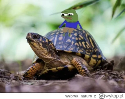 wybryk_natury - @KladzSie fajny