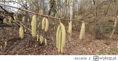 ascaris - Oto kwitnące drzewo, dokładnie nie wiem już jakie ale są te charakterystycz...