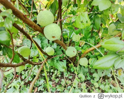 Qullion - @Qullion: pigwowiec co roku rodzi coraz więcej owoców