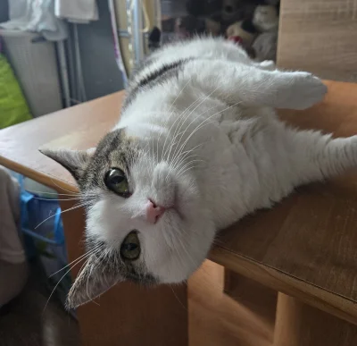 Solsith - #spaslak ( ͡° ͜ʖ ͡°)