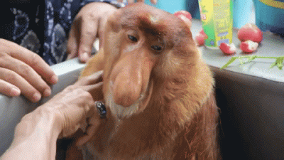 JaNieGejJaPapiesz - te nowe stranger things takie jakies nie wiem nijakie