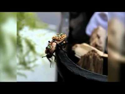 Apaturia - Broszka z żywego chrząszcza. W tradycjach różnych kultur pojawiały się prz...