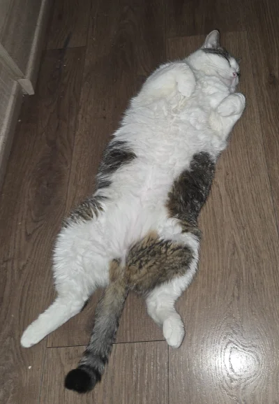 Solsith - #pokazkota #spaslak 5:30 próba wymuszenia saszety( ͡° ͜ʖ ͡°)