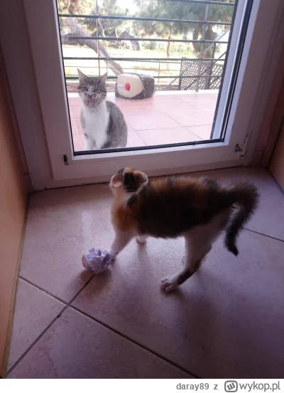 daray89 - #codziennykotopetany #dziwnekotki