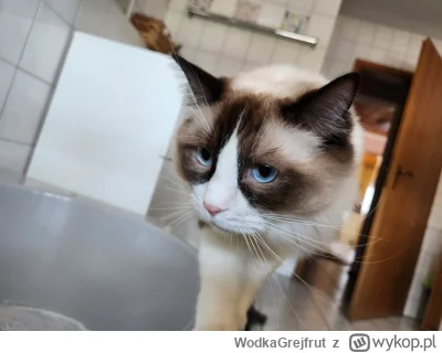 WodkaGrejfrut - W sumie to nareszcie po prawie dwóch latach koteł zaczął się sam bawi...