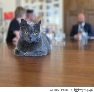 Cesarz_Polski - #kotekwrocek #wroclaw