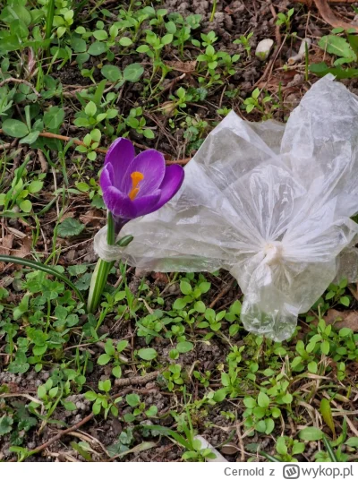 Cernold - Wesołego dnia mężczyzna