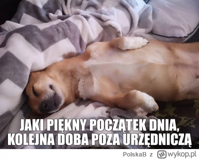 PolskaB - ( ͡° ͜ʖ ͡°)
#danielmagical