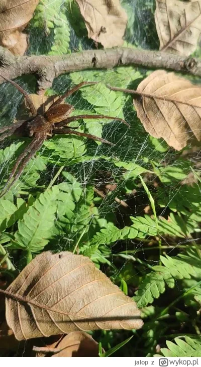 jalop - Chyba największy okaz, jaki spotkałem w Polsce o_0

#wedkarstwo #pajaki