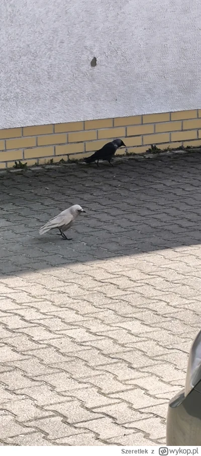 Szeretlek - Czy ktoś z #ornitologia #ptaki jest w stanie stwierdzić czy to wrony czy ...