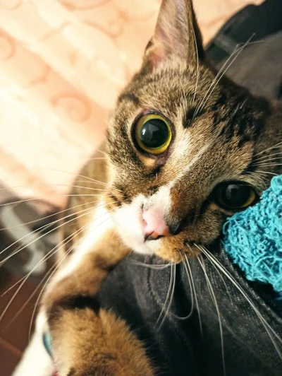 Antybristler - Ciekawostka:
SPOILER

#koty #kitku #pokazkota #koteczekwiktoreczek