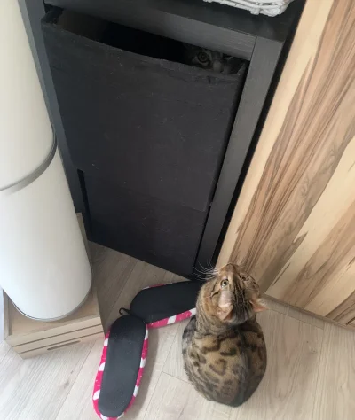 Lujdziarski - #pokazkota #dziarskikacperek  i cyk spokoj od natreta xD