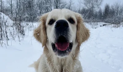 Mjut93 - On jeszcze nie wie, że ten śnieg jest tylko chwilowo. ( ͡° ʖ̯ ͡°)
#goldenret...