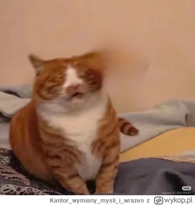 Kantorwymianymysliiwrazen - @tomasz_mazur: Uratowane kitku.☝️🙂