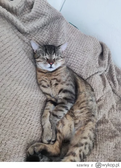szarley - Śpi sobie a ja oglądam Nędzników #kot #kitku #pokazkota
