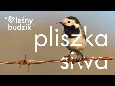 Lifelike - Pliszka siwa (Motacilla alba)
Głos
Autor
#photoexplorer #fotografia #ornit...