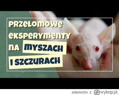 adametto - Szczury i myszy są stałymi bywalcami laboratoriów, bo naukowcy przeprowadz...