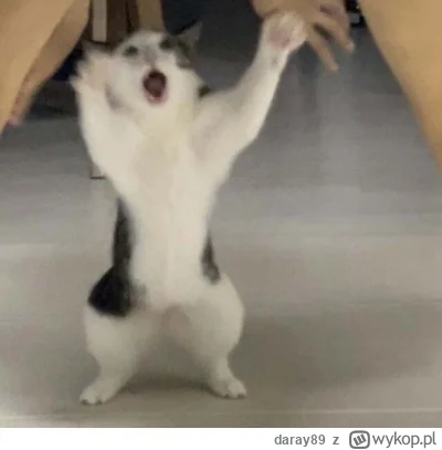 daray89 - #codziennykotopetany #dziwnekotki