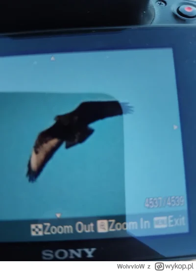 WolvvloW - Dzisiaj na #motocykle #spierdotrip upolowalem bielika