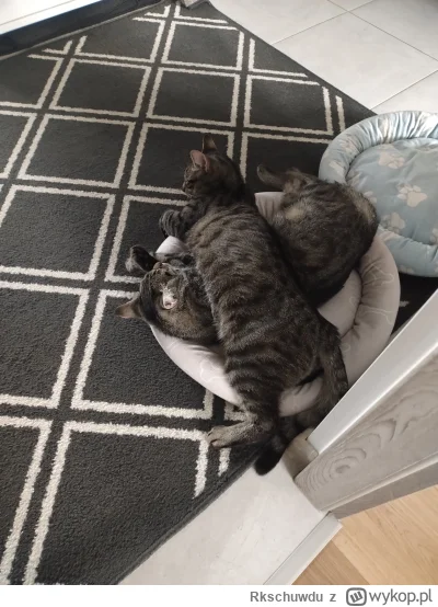 Rkschuwdu - I tak se śpią xd
#pokazkota