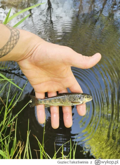 GuziecTakaSwinia - Pierwsze rzuty