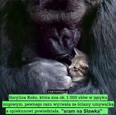 AntyLateksowy - Magia

#kononowicz #patostreamy