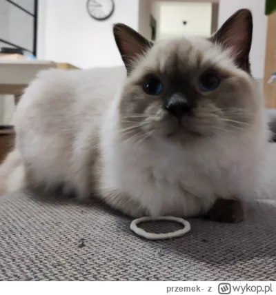 przemek- - #pokazkota #koty