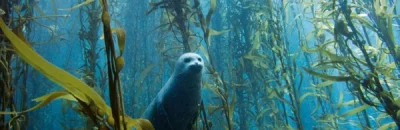 Lefty - tak wygląda wilk w lesie na serwerze wodnym