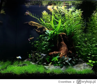 Evanthas - takie sobie akwarium popelnilem, low tech na aktywnym, bez co2, fluval fle...