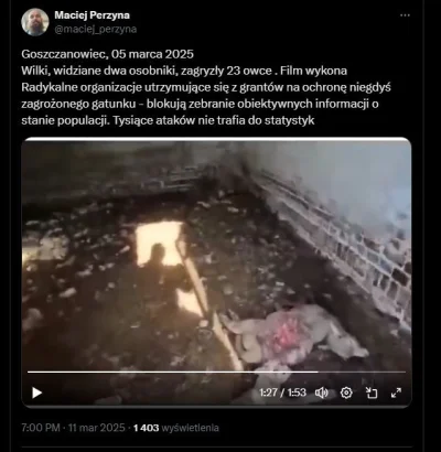 Raf_Alinski - Reakcja wilków na zapach owiec w oborze.