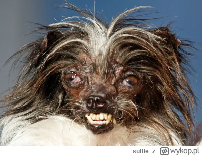 suttle - Czy mój pieseł może plusa. #pokazpsa