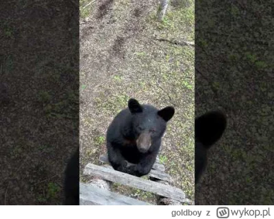 goldboy - Bolesne spotkanie.
#heheszki #zwierzaczki #smiesznypiesek #niedzwiedzie