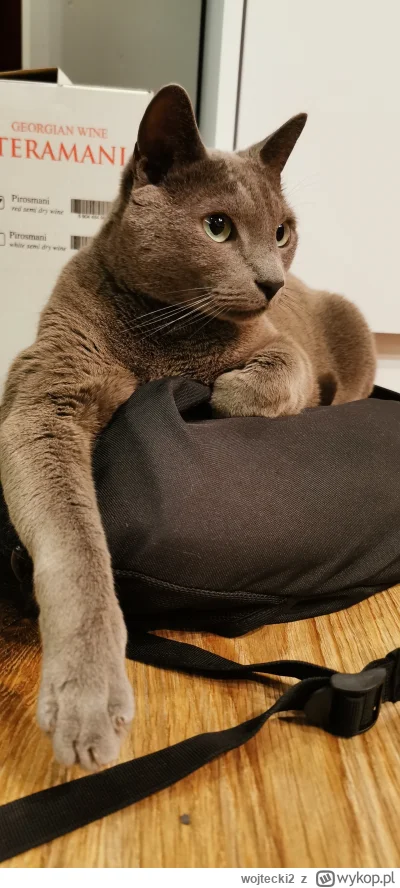 wojtecki2 - Co ten skurczybyk ma w głowie że najlepiej mu się śpi na plecaku? #pokazk...