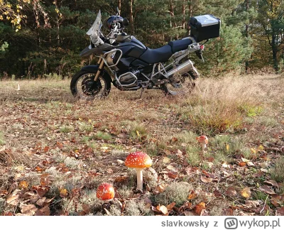 slavkowsky - #motocykle #pokazmotor #grzyby
Zobaczcie jaki ładny!