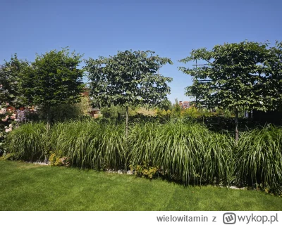 wielowitamin - Co z moim grabem? Wody za mało? Na dole ma trochę uszkodzony pień co o...