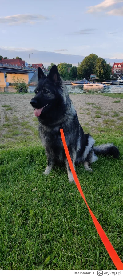 Maintaler - Poswiecaj jak najwięcej czasu dla psiaka.