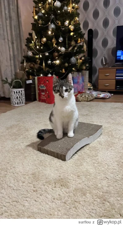 surflou - Szyszek 2 lata temu 

#pokazkota