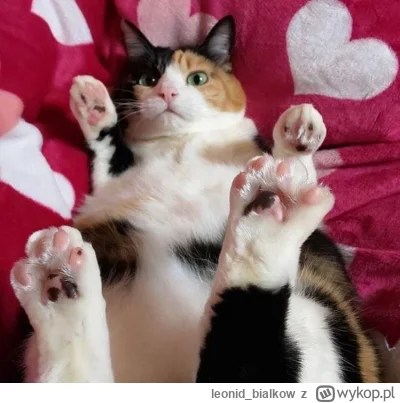 leonidbialkow - @Melkovva: cze