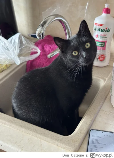 Don_Calzone - #pokazkota