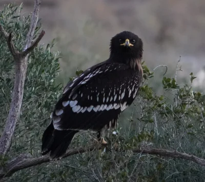 STALKER - @pastaalla_carbonara:świetło inne na foto. 
A pytanie czemu ten na foto ma ...