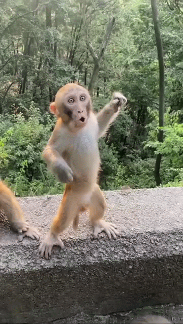 Czerwonyalimenciarz - @UmazanyPieprzem: Małpia ekipa