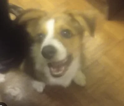 HuopWsiowy - Czy z taką mordą mam szansę na #szarasuczkadlapieselka? 

#przegryw #pyt...