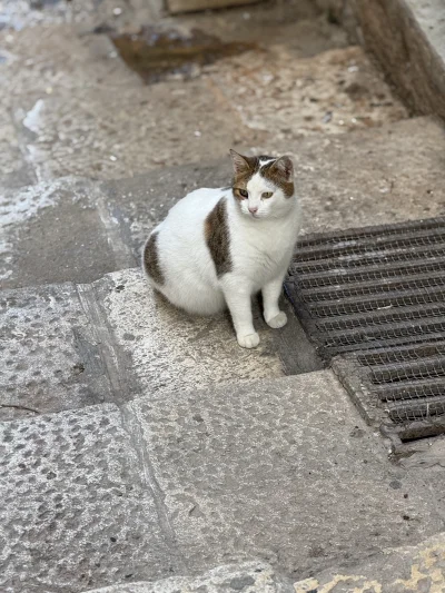 AtlantyQ - Dziś wychaczyłem takiego grubego (puszystego) koleżkę ( ͡° ͜ʖ ͡°) 

#koty ...