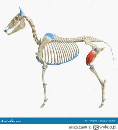 miszczu90 - >quadriceps femoris

@sraciatella:
zgłaszam to jako treści +18 ze zwierzę...