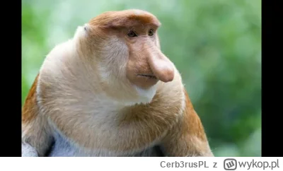 Cerb3rusPL - @kotlet_mielony1: Macie xD