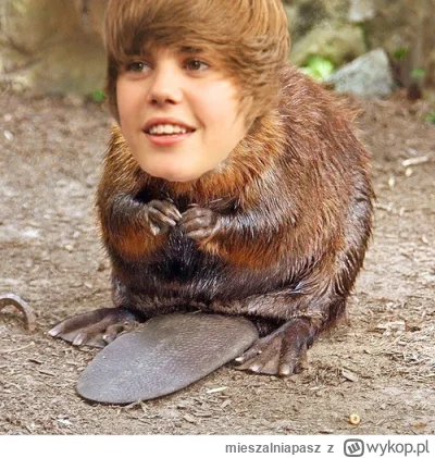 mieszalniapasz - Justin Beaver